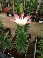 [5031 Lollypop No02.JPG]